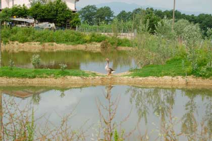 Agriturismo_collina_Firenze