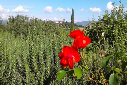 Agriturismo_collina_Firenze